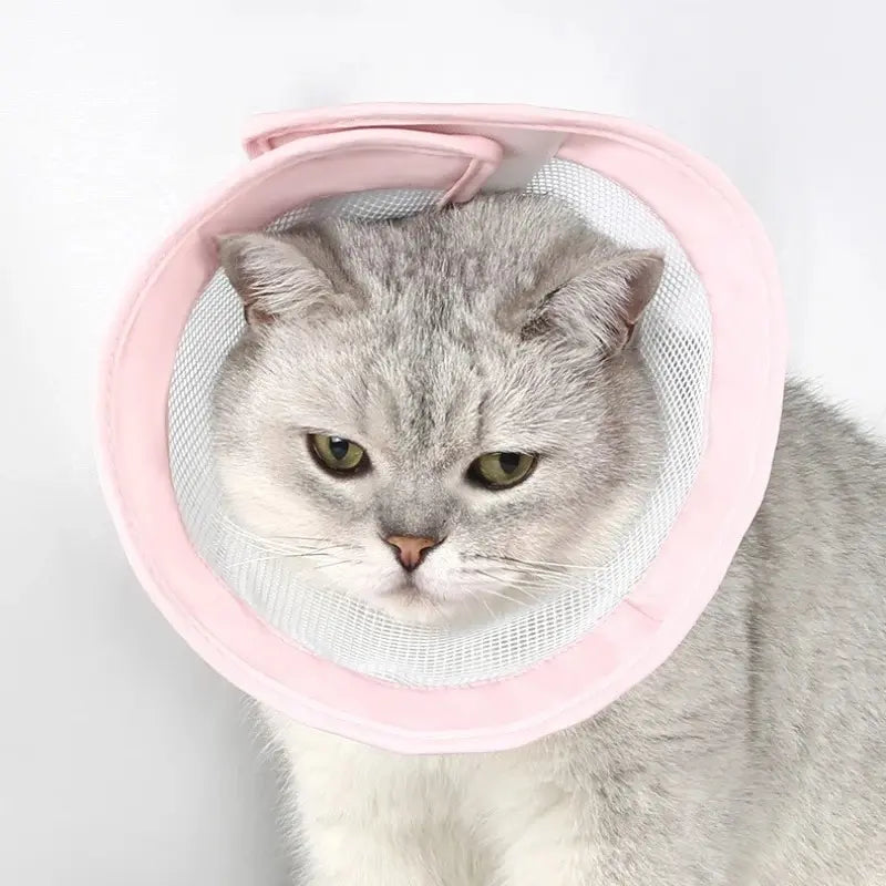 Anti-scratch cat recovery collar