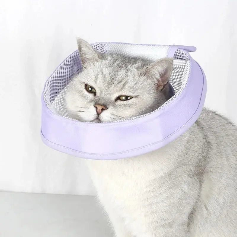 Anti-scratch cat recovery collar