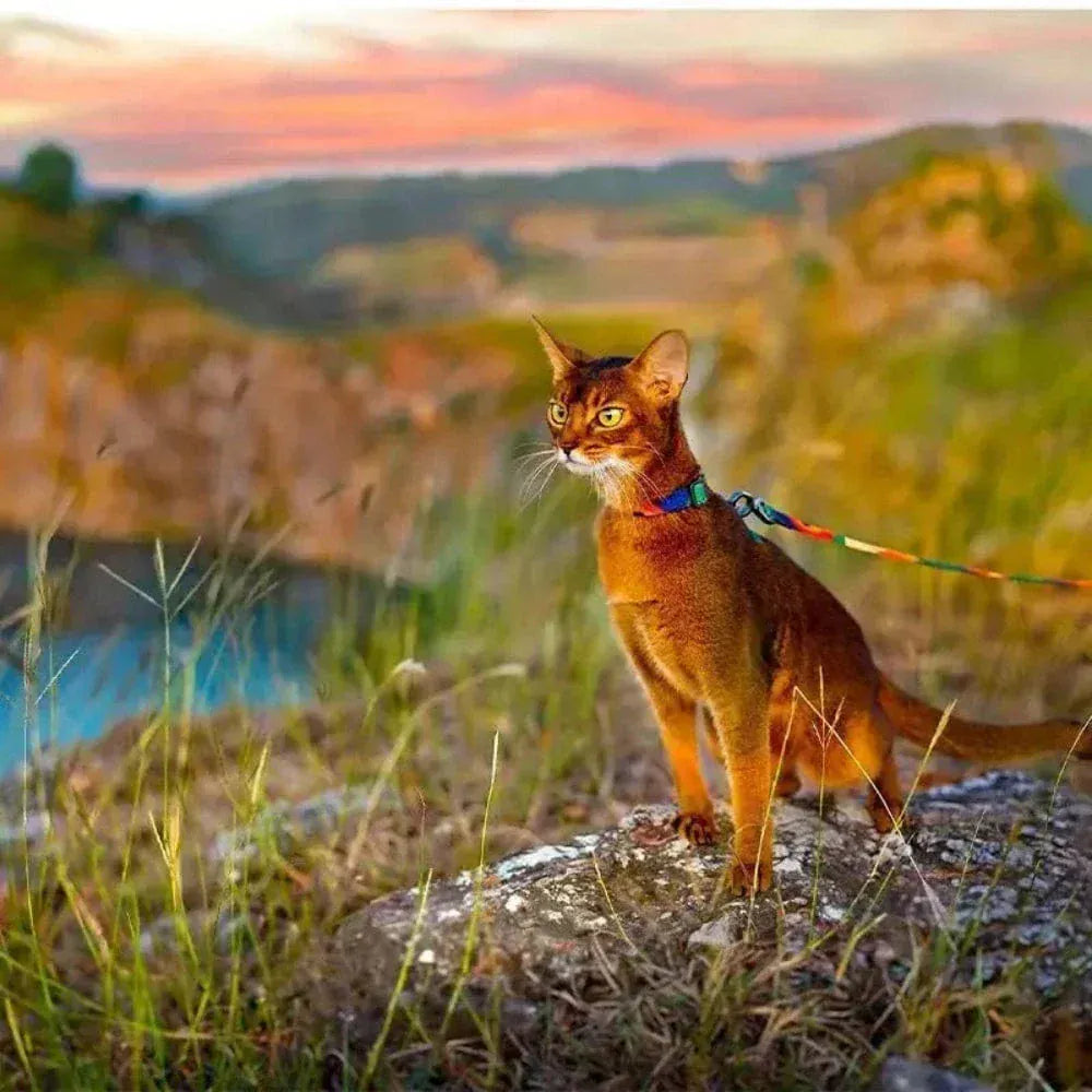 Cat harness with leash