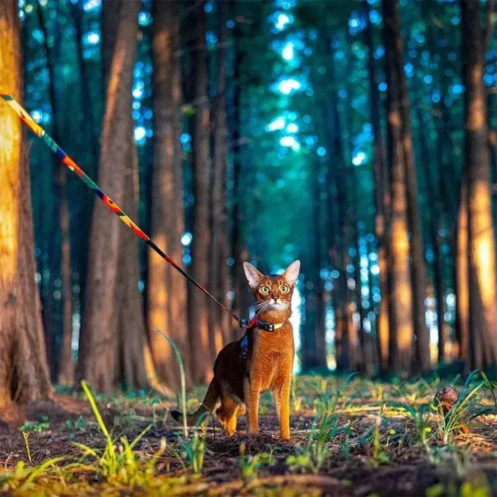 Cat harness with leash
