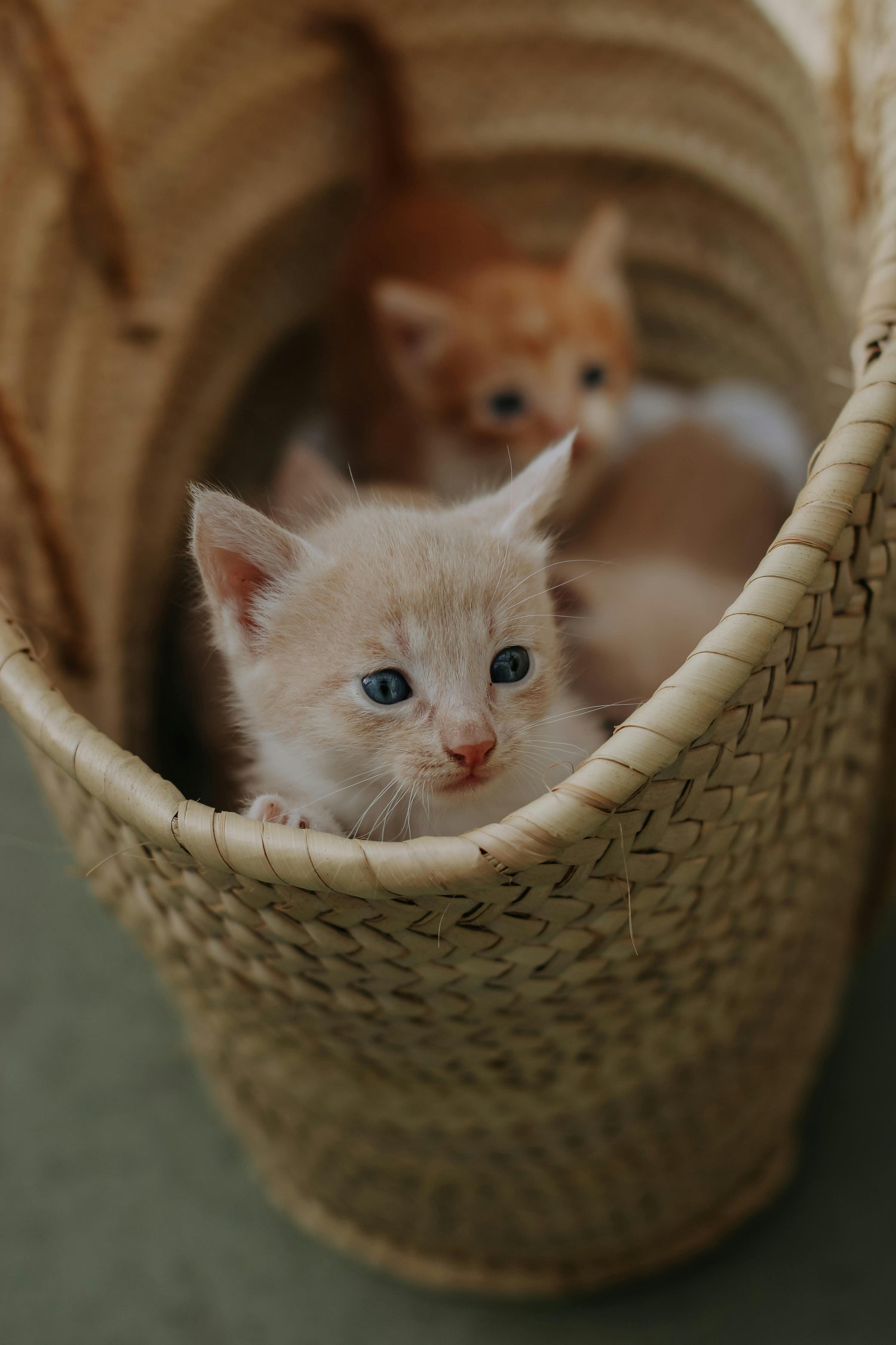 Cat in Basket