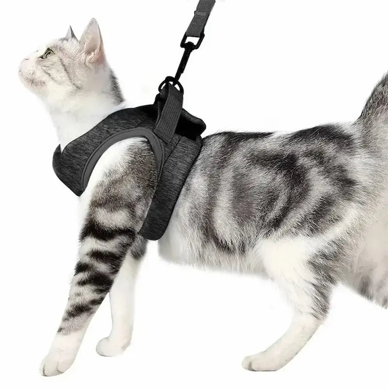 Cat traction harness