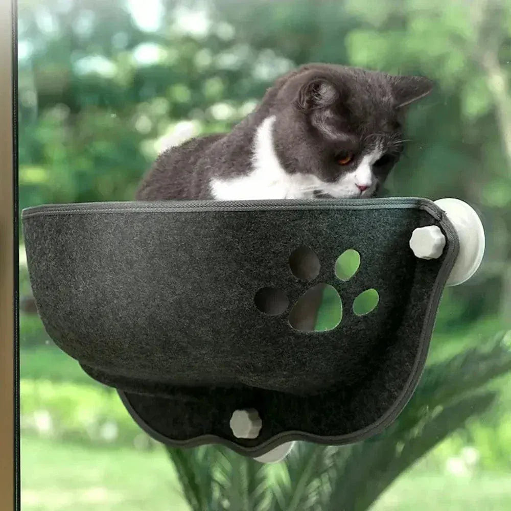 Cat window suction bed