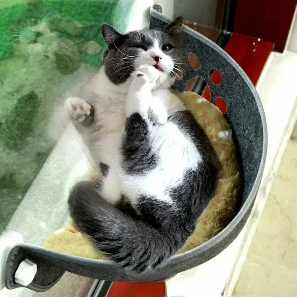 Cat window suction bed