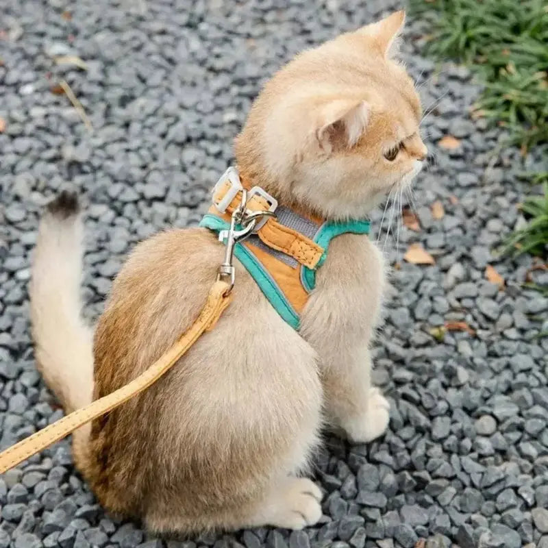 Fashion anti-escape cat harness