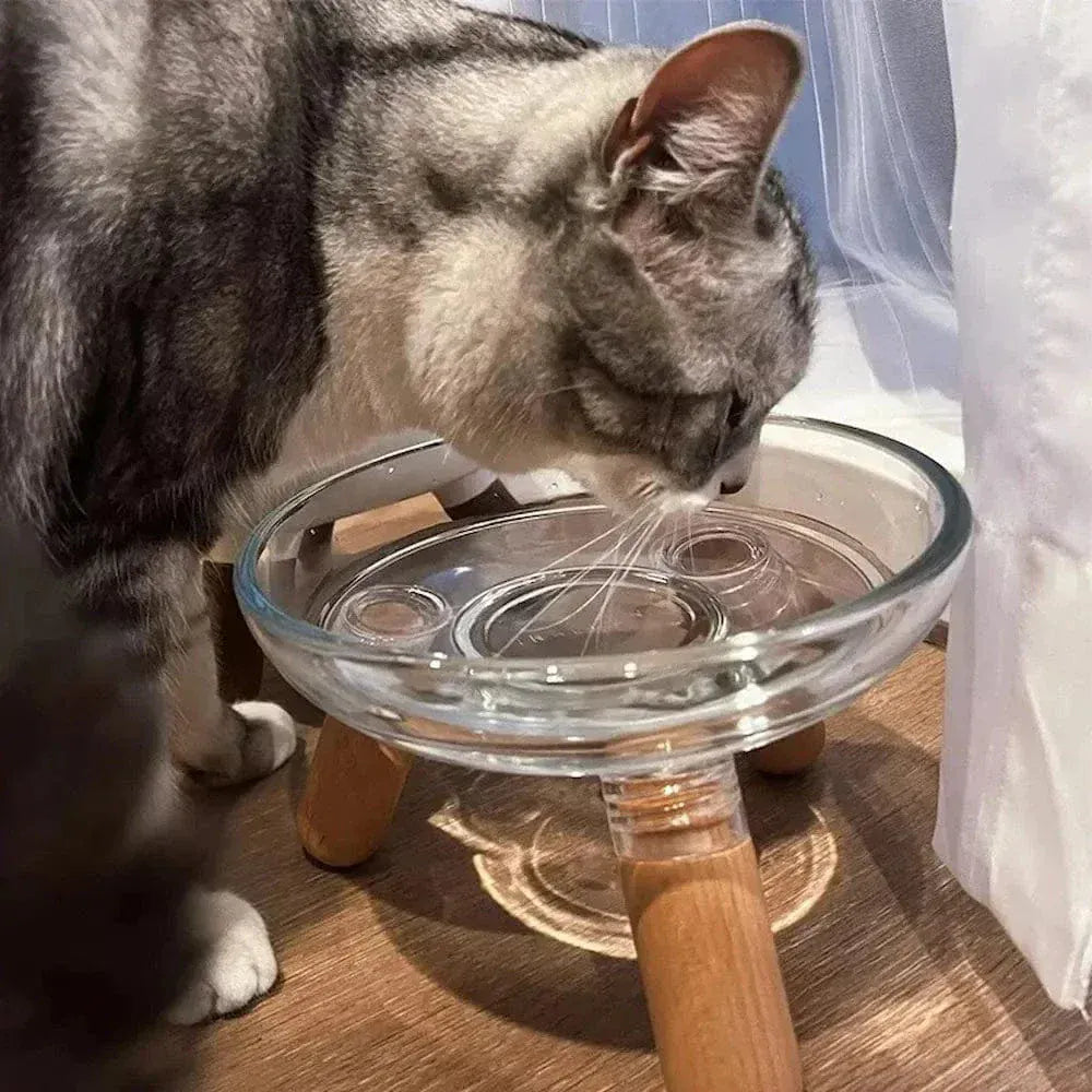 Glass cat bowl