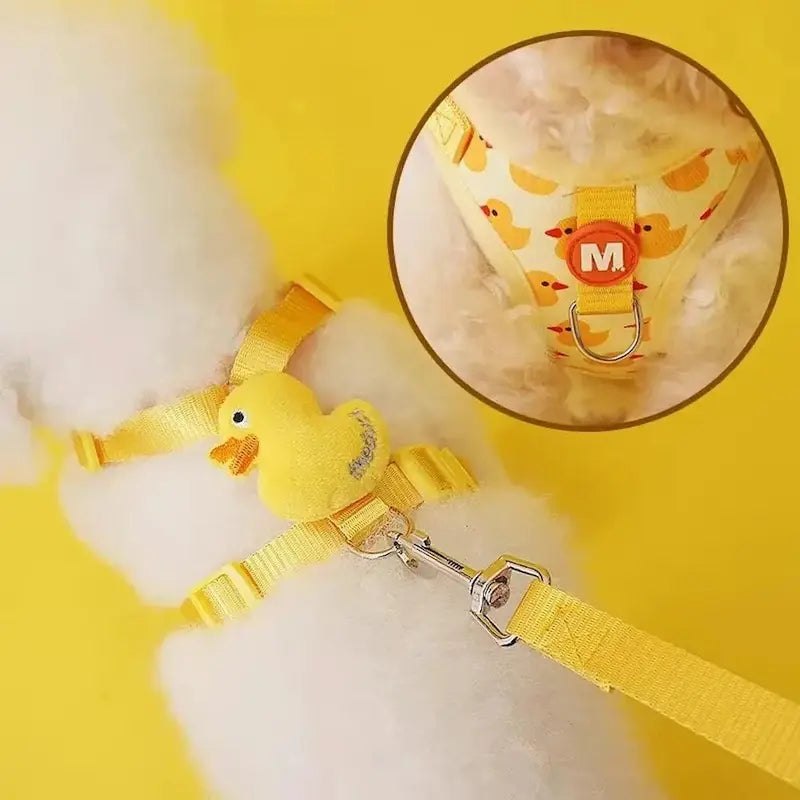 Harness for 3-month-old kitten