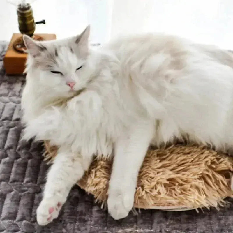 Heated Cat Cushion – Perfect for Winter