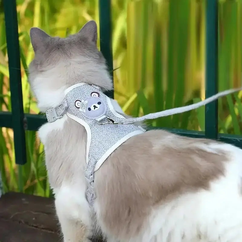 Kitten harness