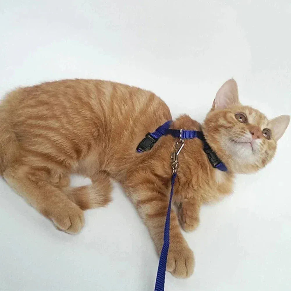 Kitten harness with leash