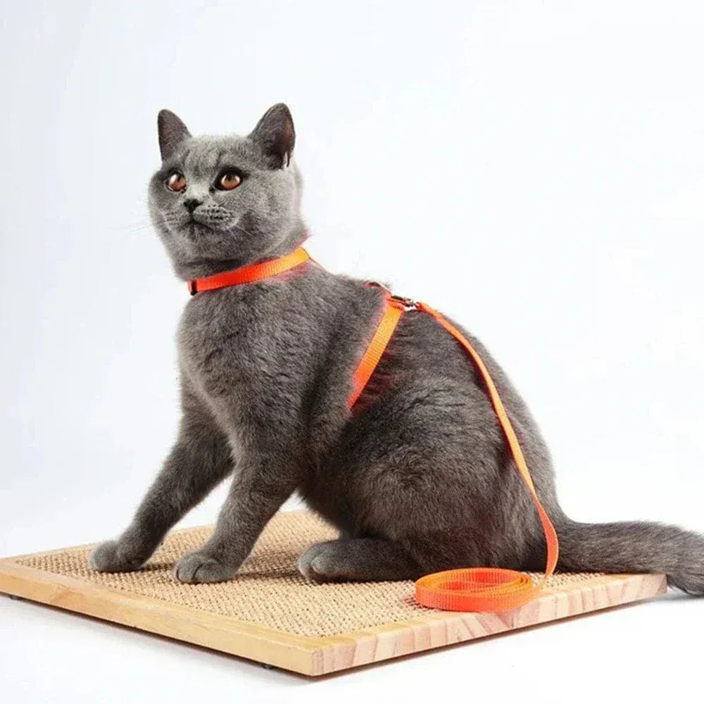 Kitten harness with leash