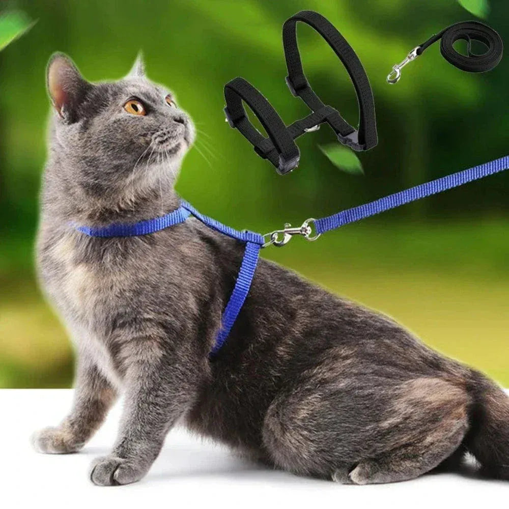 Kitten harness with leash