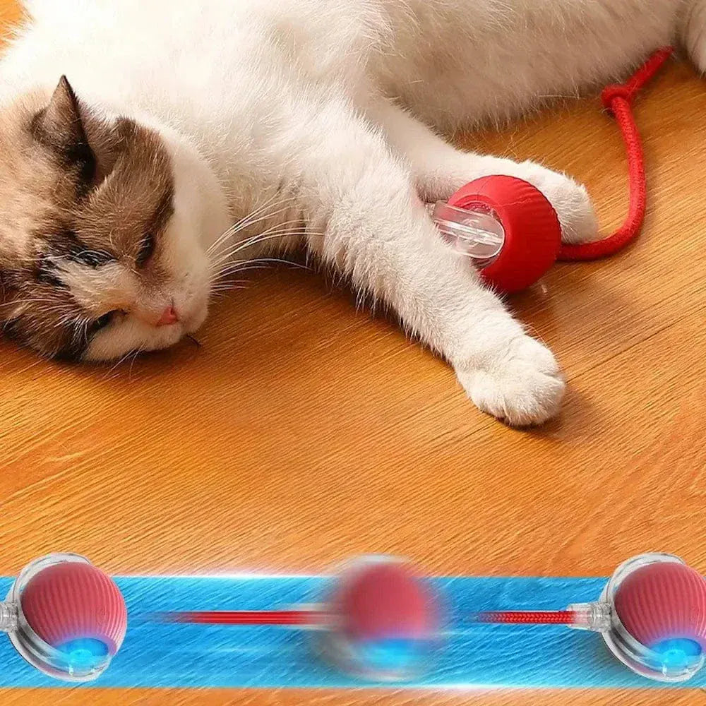 Magic cat ball