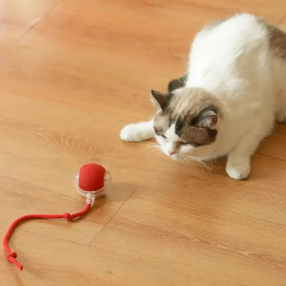 Magic cat ball