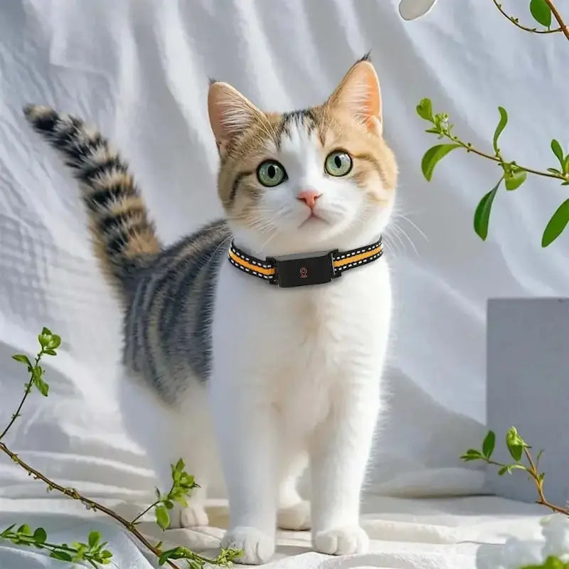 No-Subscription GPS Cat Collar – Zero Fees
