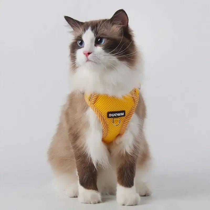 Nylon cat harness