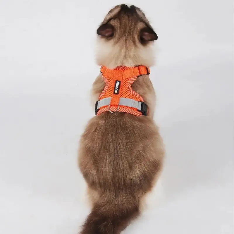 Nylon cat harness