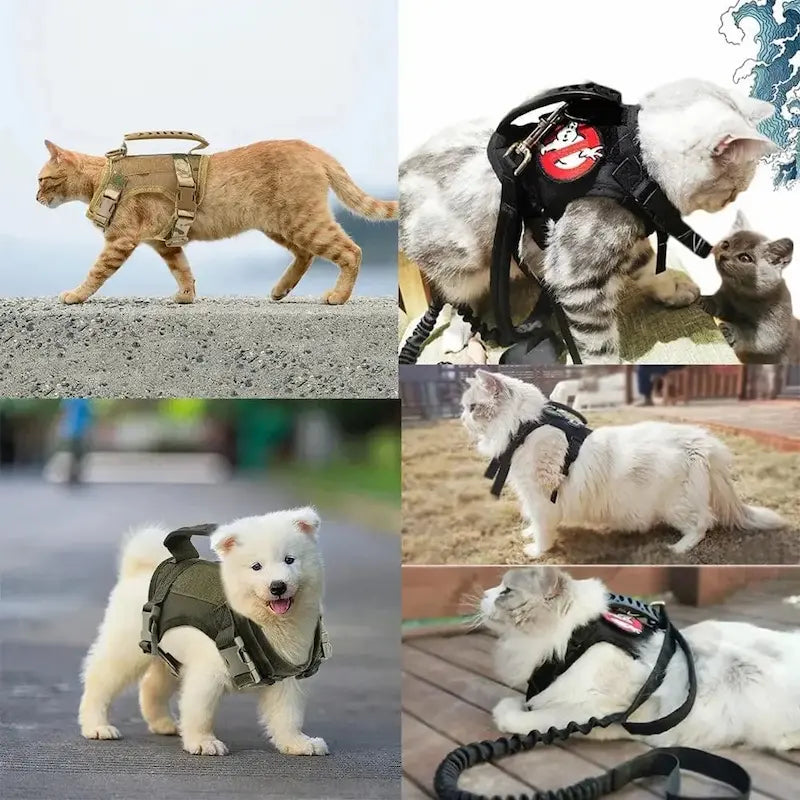 Tactical cat harness