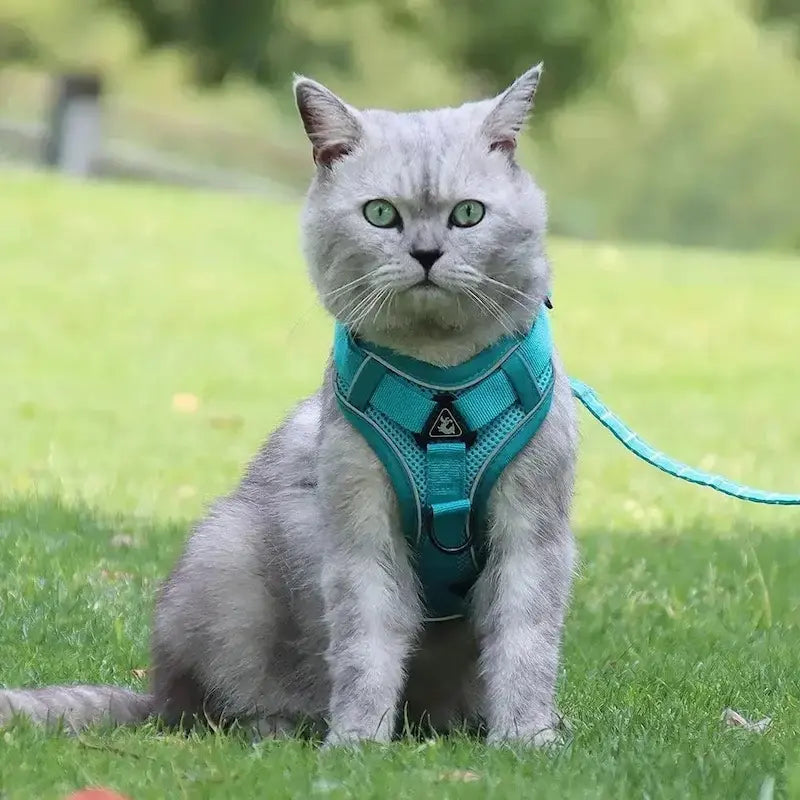 Y-shaped cat harness