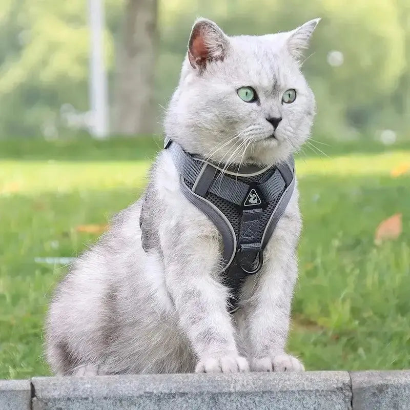 Y-shaped cat harness